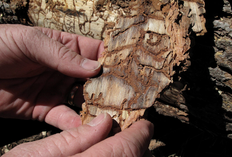 Beetles take down trees from the inside
